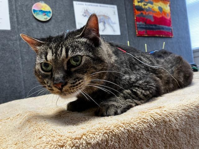 Diseases that Benefit from Acupuncture Treatment