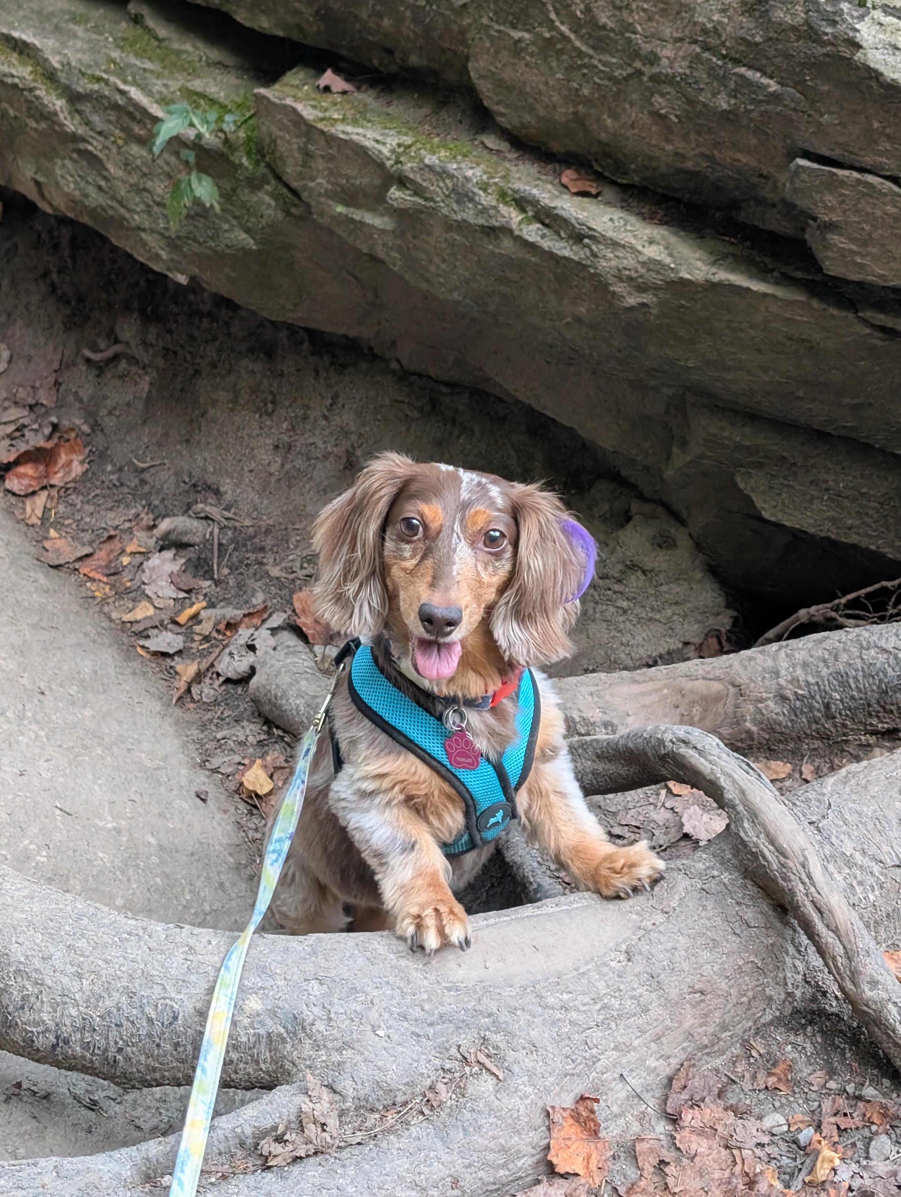 Happy dachshund exploring the outdoors