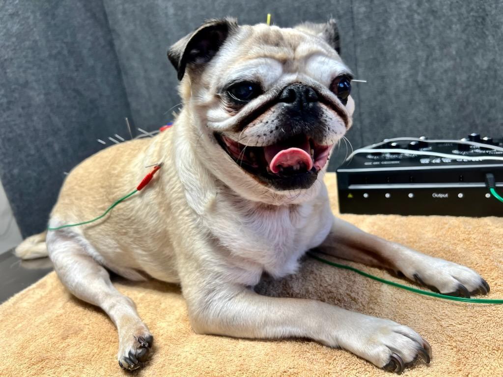 Happy pug receiving electroacupuncture treatment